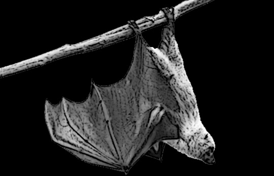 A bat clinging to the basement of the website